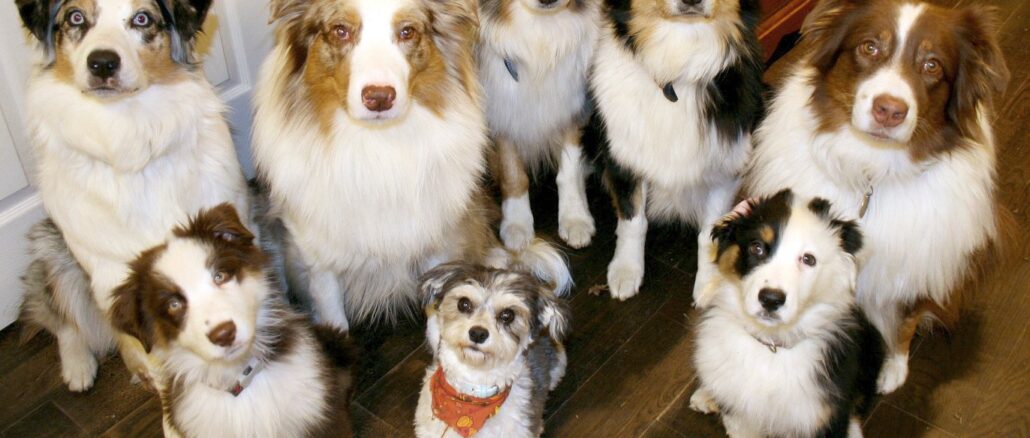 Eight_is_still_enough_dogs_(2086944177)