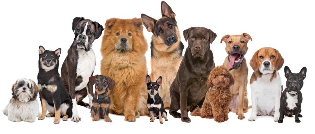Dog-Tag-Registration